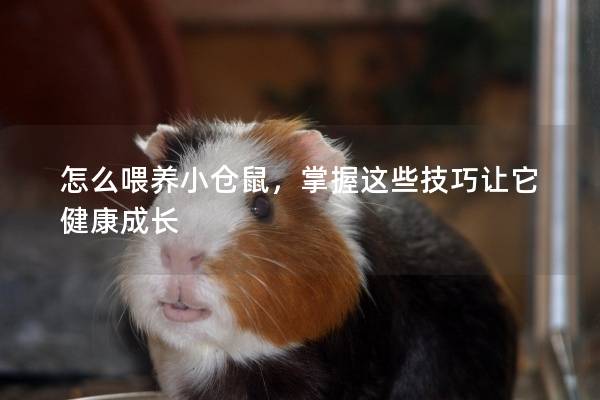 怎么喂养小仓鼠,掌握这些技巧让它健康成长 怎么喂养小仓鼠,掌握这些技巧让它健康成长