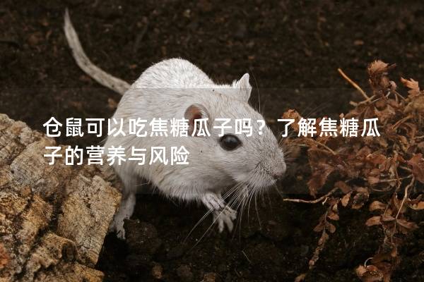 仓鼠可以吃焦糖瓜子吗？了解焦糖瓜子的营养与风险