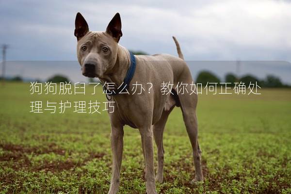 狗狗脱臼了怎么办？教你如何正确处理与护理技巧