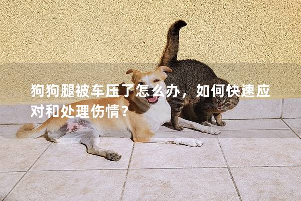 狗狗腿被车压了怎么办，如何快速应对和处理伤情？