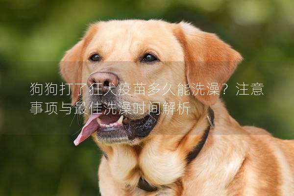 狗狗打了狂犬疫苗多久能洗澡？注意事项与最佳洗澡时间解析