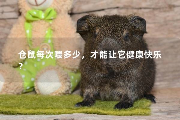 仓鼠每次喂多少，才能让它健康快乐？