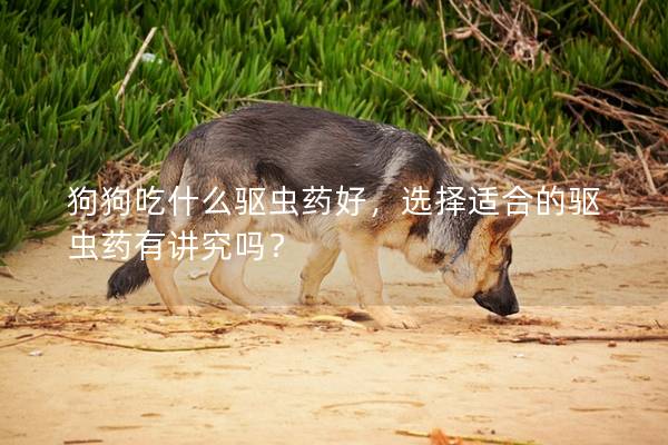 狗狗吃什么驱虫药好，选择适合的驱虫药有讲究吗？