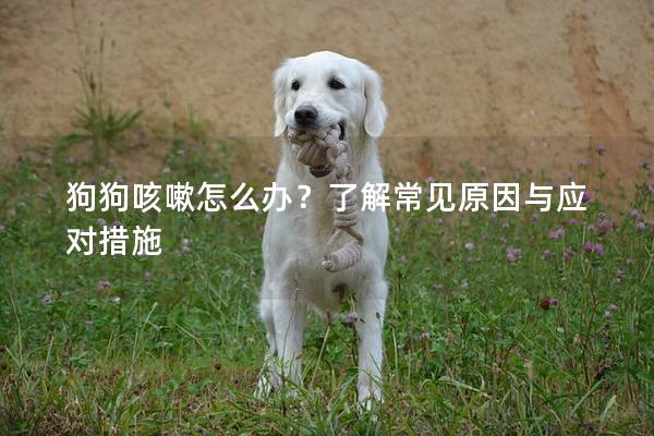 狗狗咳嗽怎么办?了解常见原因与应对措施 狗狗咳嗽怎么办?了解常见原因与应对措施