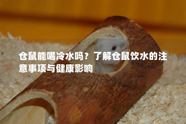 仓鼠能喝冷水吗？了解仓鼠饮水的注意事项与健康影响