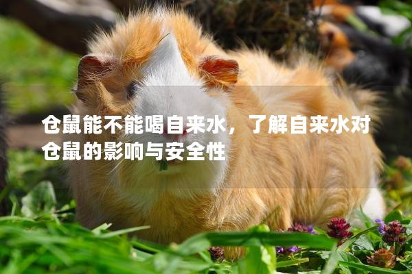 仓鼠能不能喝自来水，了解自来水对仓鼠的影响与安全性