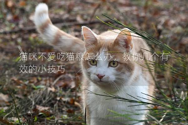 猫咪不爱吃猫粮怎么办，教你几个有效的小技巧