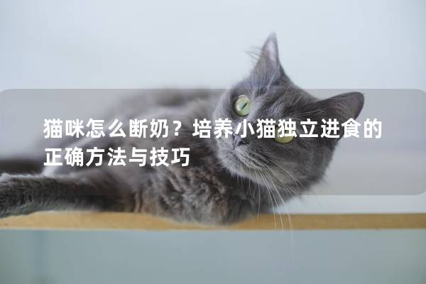 猫咪怎么断奶？培养小猫独立进食的正确方法与技巧