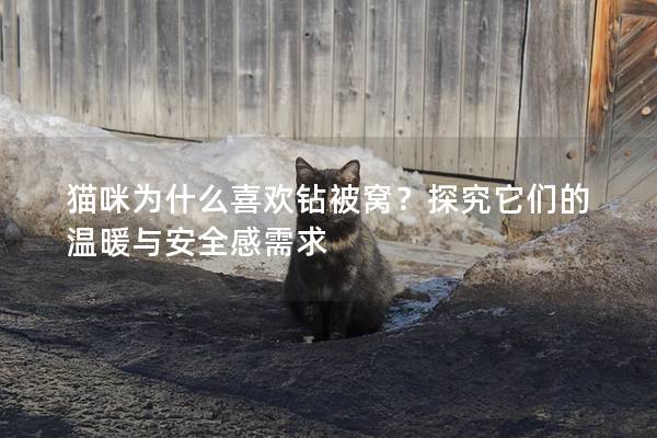 猫咪为什么喜欢钻被窝？探究它们的温暖与安全感需求