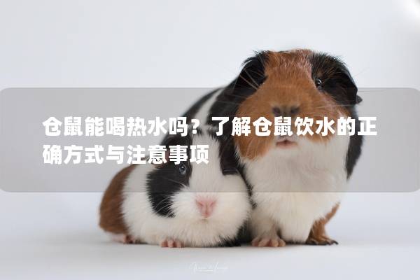 仓鼠能喝热水吗？了解仓鼠饮水的正确方式与注意事项