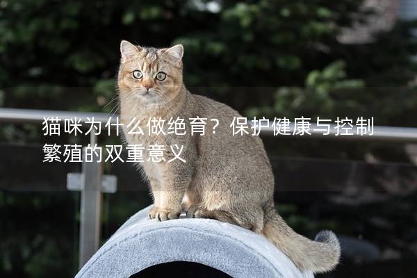 猫咪为什么做绝育？保护健康与控制繁殖的双重意义