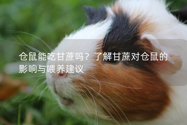 仓鼠能吃甘蔗吗？了解甘蔗对仓鼠的影响与喂养建议
