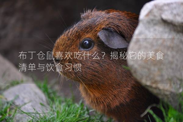 布丁仓鼠喜欢吃什么？揭秘它的美食清单与饮食习惯