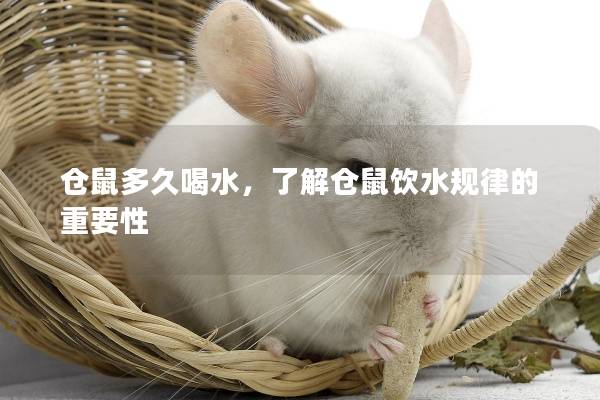 仓鼠多久喝水，了解仓鼠饮水规律的重要性