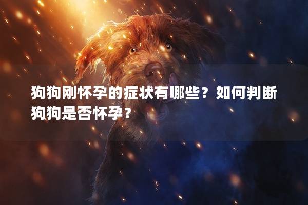 狗狗刚怀孕的症状有哪些？如何判断狗狗是否怀孕？