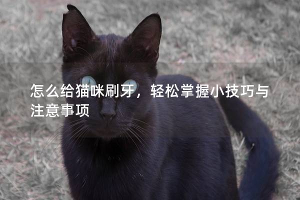怎么给猫咪刷牙，轻松掌握小技巧与注意事项