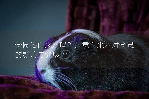 仓鼠喝自来水吗？注意自来水对仓鼠的影响与健康