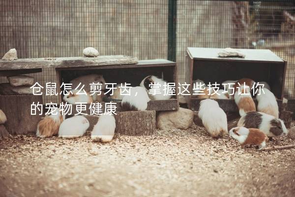 仓鼠怎么剪牙齿，掌握这些技巧让你的宠物更健康