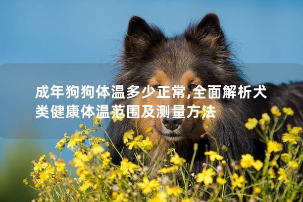 成年狗狗体温多少正常,全面解析犬类健康体温范围及测量方法
