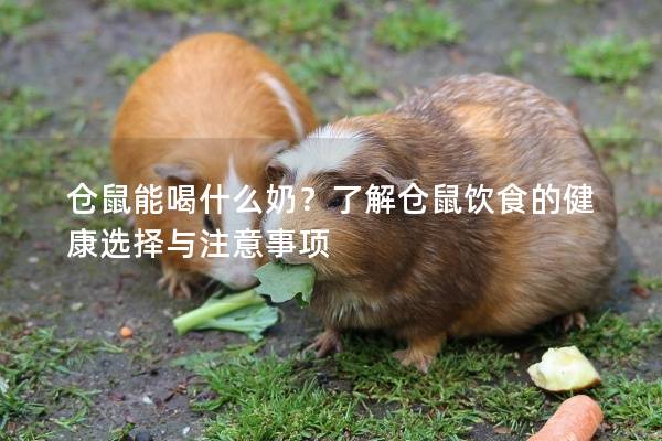 仓鼠能喝什么奶？了解仓鼠饮食的健康选择与注意事项