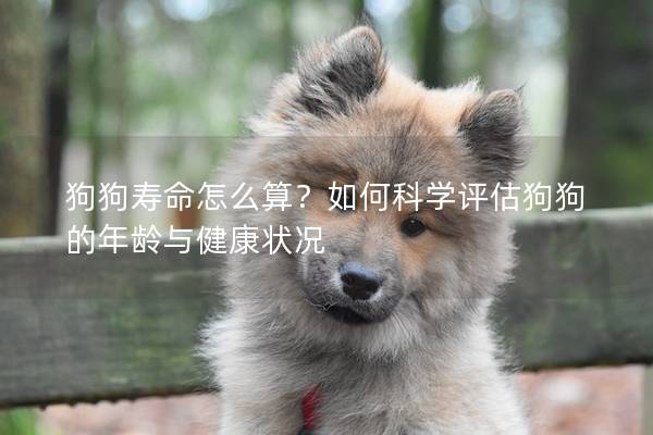 狗狗寿命怎么算?如何科学评估狗狗的年龄与健康状况 狗狗寿命怎么算?如何科学评估狗狗的年龄与健康状况