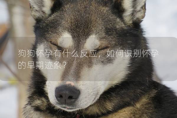 狗狗怀孕有什么反应，如何识别怀孕的早期迹象？