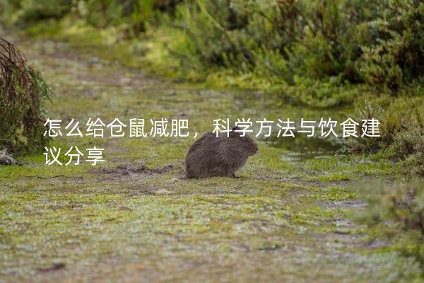 怎么给仓鼠减肥，科学方法与饮食建议分享