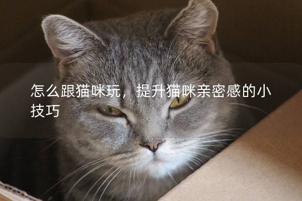 怎么跟猫咪玩，提升猫咪亲密感的小技巧