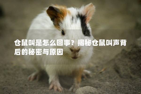 仓鼠叫是怎么回事？揭秘仓鼠叫声背后的秘密与原因