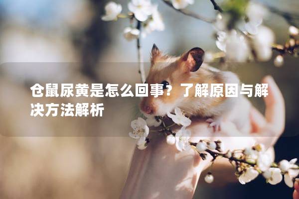 仓鼠尿黄是怎么回事？了解原因与解决方法解析