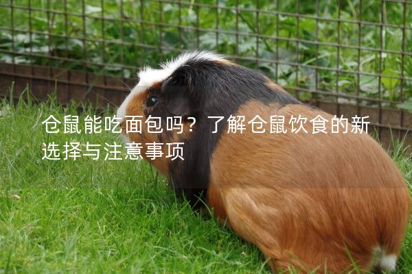 仓鼠能吃面包吗？了解仓鼠饮食的新选择与注意事项