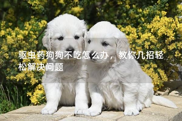 驱虫药狗狗不吃怎么办，教你几招轻松解决问题