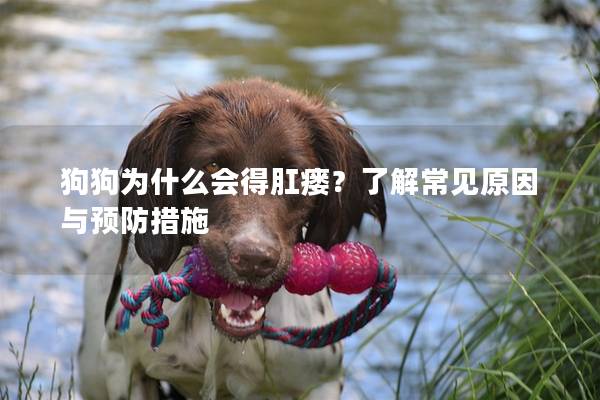 狗狗为什么会得肛瘘？了解常见原因与预防措施