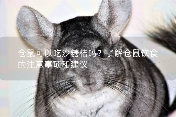 仓鼠可以吃沙糖桔吗？了解仓鼠饮食的注意事项和建议