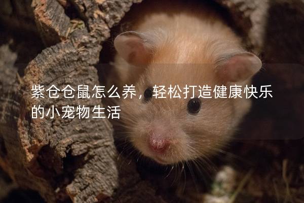 紫仓仓鼠怎么养,轻松打造健康快乐的小宠物生活 紫仓仓鼠怎么养,轻松打造健康快乐的小宠物生活