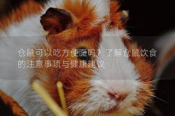 仓鼠可以吃方便面吗？了解仓鼠饮食的注意事项与健康建议