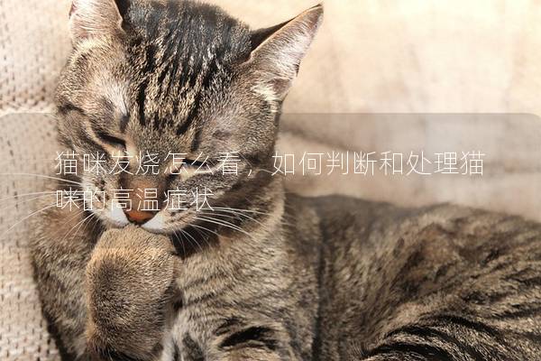 猫咪发烧怎么看，如何判断和处理猫咪的高温症状