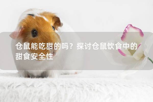 仓鼠能吃甜的吗？探讨仓鼠饮食中的甜食安全性