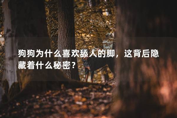 狗狗为什么喜欢舔人的脚，这背后隐藏着什么秘密？