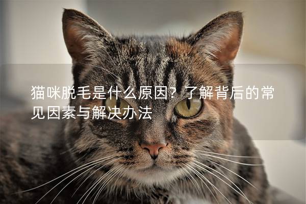 猫咪脱毛是什么原因？了解背后的常见因素与解决办法