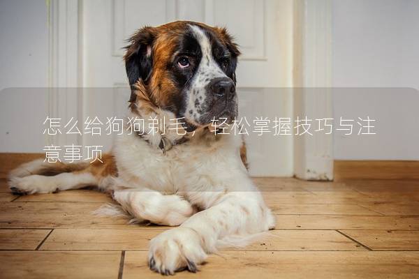 怎么给狗狗剃毛,轻松掌握技巧与注意事项 怎么给狗狗剃毛,轻松掌握技巧与注意事项