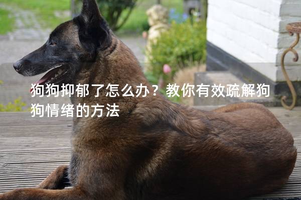狗狗抑郁了怎么办？教你有效疏解狗狗情绪的方法