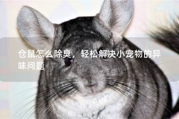 仓鼠怎么除臭，轻松解决小宠物的异味问题