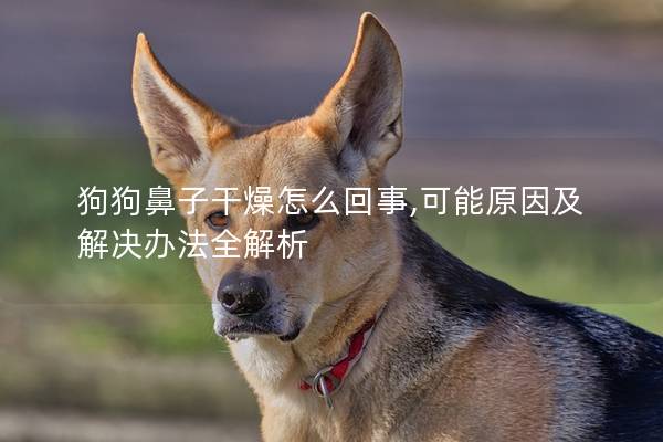 狗狗鼻子干燥怎么回事,可能原因及解决办法全解析