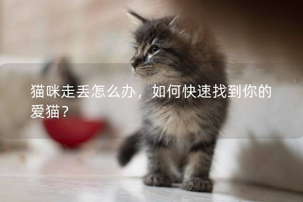 猫咪走丢怎么办，如何快速找到你的爱猫？