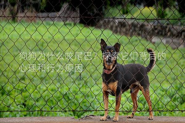 狗狗为什么咬尾巴？探索它们背后的心理和行为原因