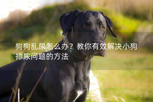 狗狗乱尿怎么办？教你有效解决小狗排尿问题的方法