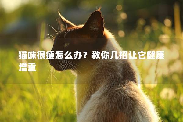 猫咪很瘦怎么办？教你几招让它健康增重