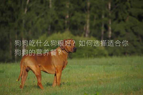 狗狗吃什么狗粮好？如何选择适合你狗狗的营养餐？