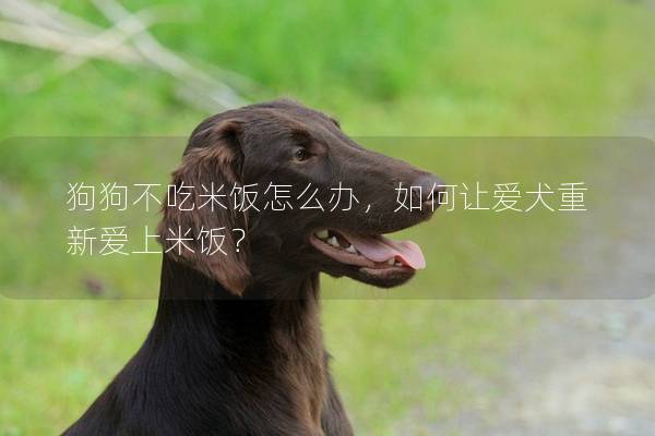 狗狗不吃米饭怎么办,如何让爱犬重新爱上米饭? 狗狗不吃米饭怎么办,如何让爱犬重新爱上米饭?